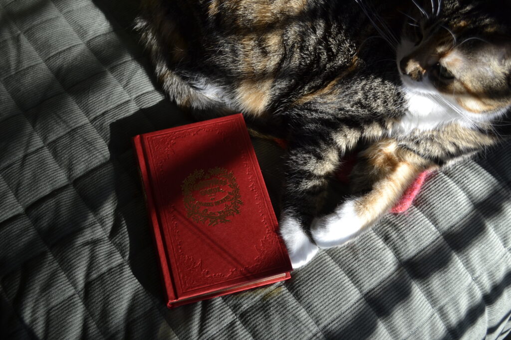 A calico tabby sits on a green coverlet with her paws around a red and embossed book.