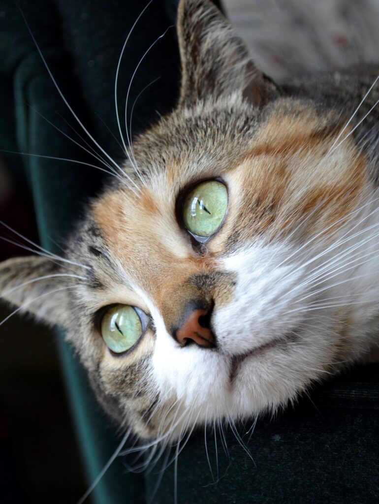 A calico tabby with wide green eyes looks just past the camera.
