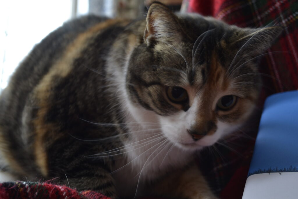 A claico tabby with big eyes leans on a tartan blanket.