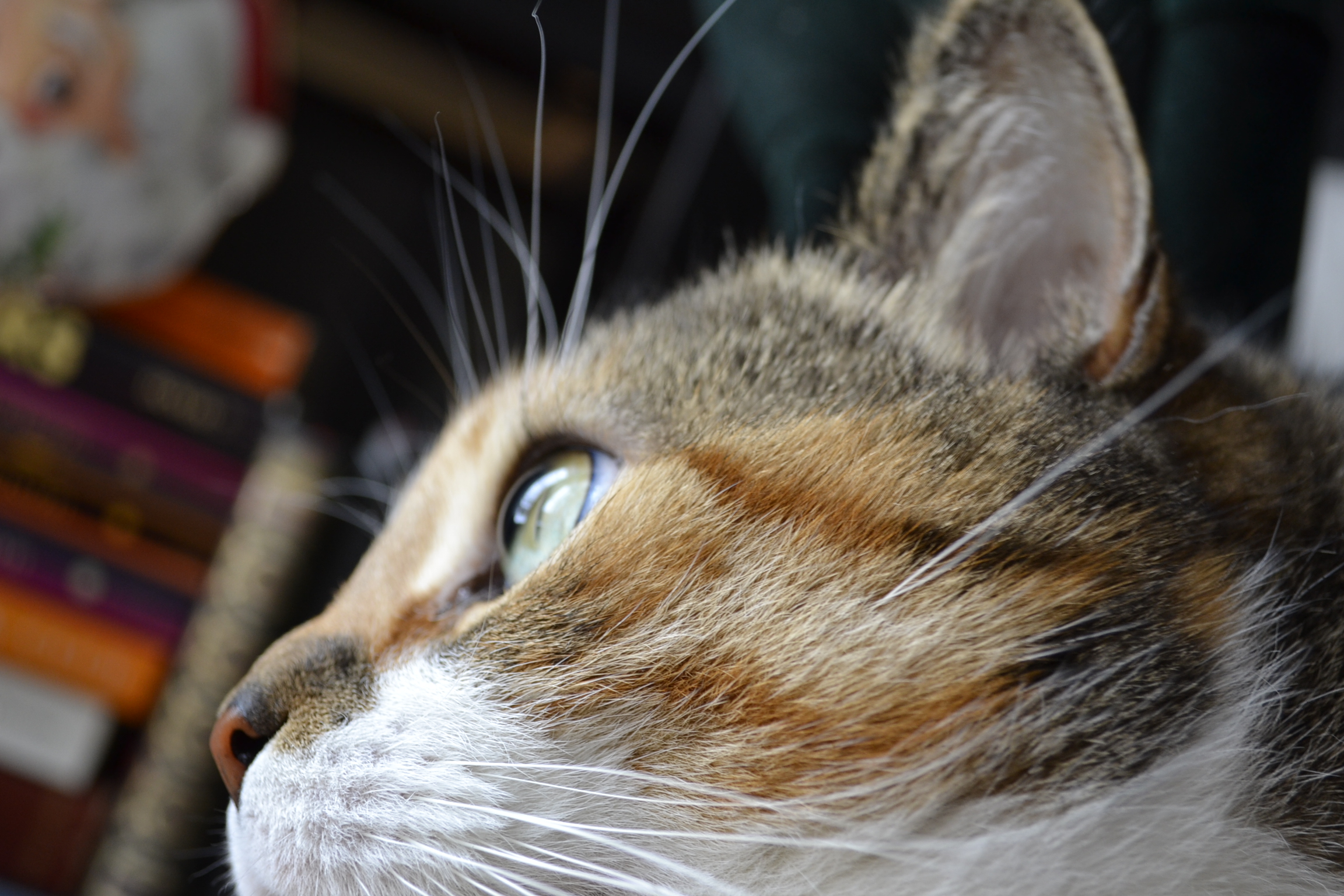 A calico tabby with big eyes looks off into the distance.
