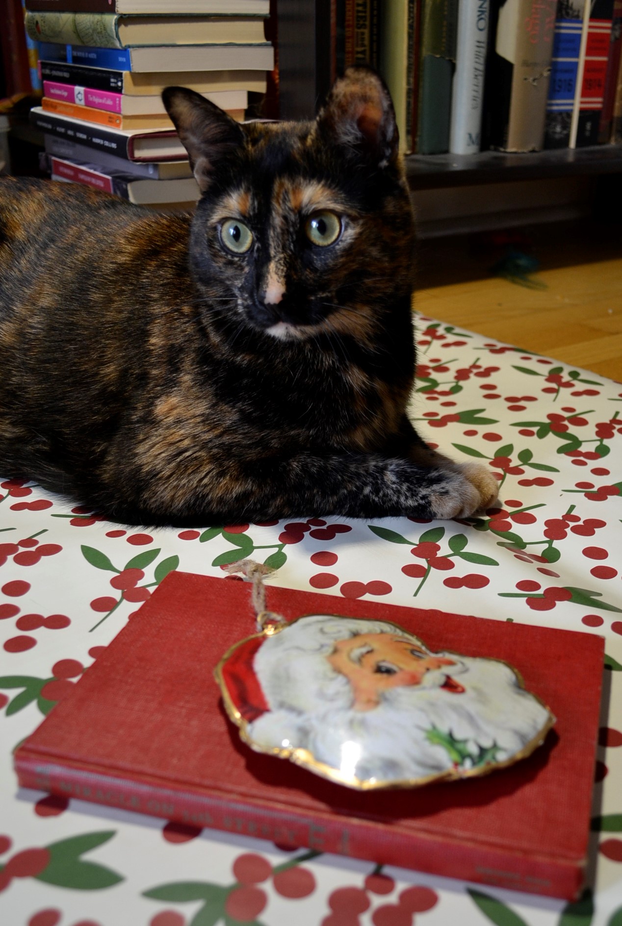 Rusalka sits behind an aged red book and a Santa ornament.