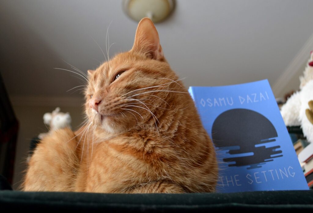 An orange cat closes its eyes in happiness in front of a blue book by Osamu Dazai.