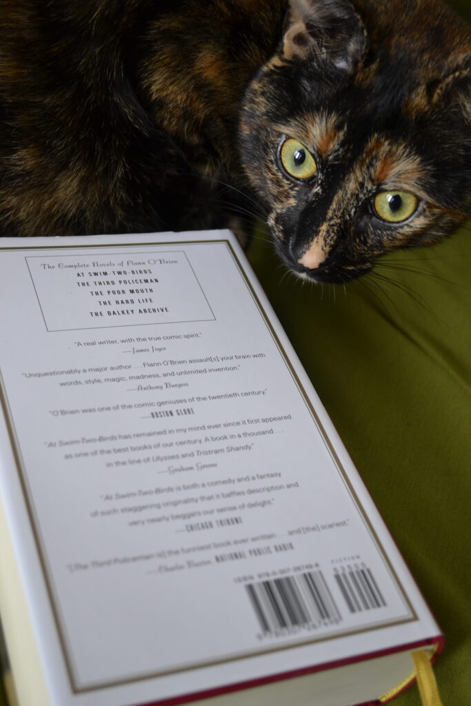 A tortoiseshell cat stares intensely over a white back cover.
