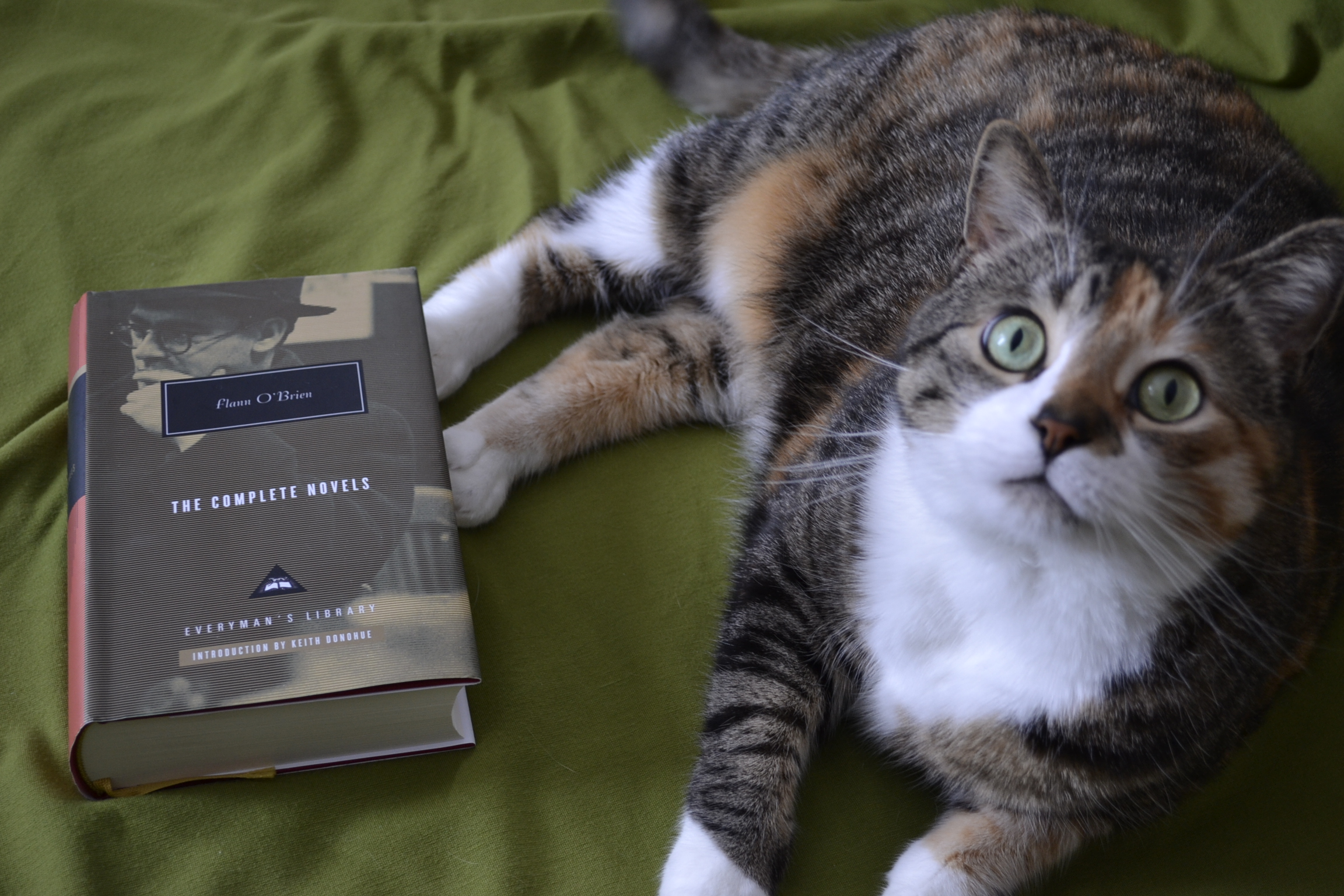 A calico tabby sits beside a book whose cover features a man in thought and the words 'Flann O'Brien'.
