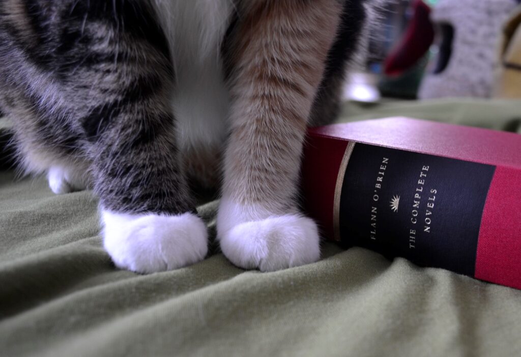 A pair of white paws sit beside a book spine reading 'Flann O'Brien * The Complete Novels'.