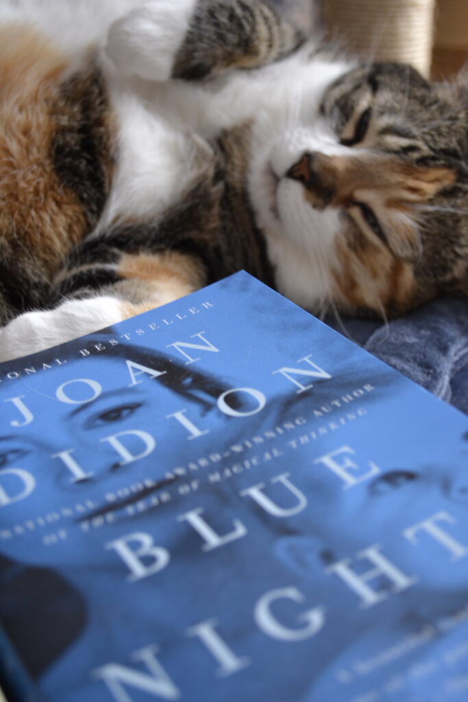 A calico tabby sleeps behind a blue book titled 'Blye Nights'.