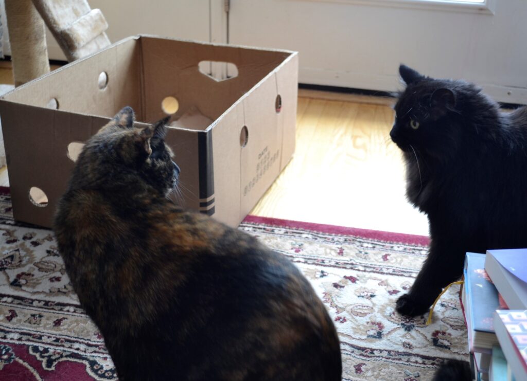 A black fluffy cat and a bit tortoiseshell cat stare off.