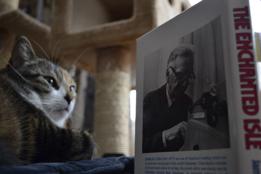 A calico tabby looks at the black-and-white picture of an aging man on the back of a book.