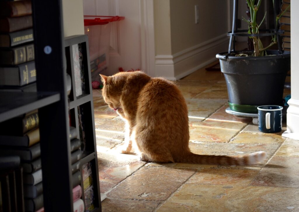 With its back to the camera, a slender orange tabby licks its paw in the sunlight.