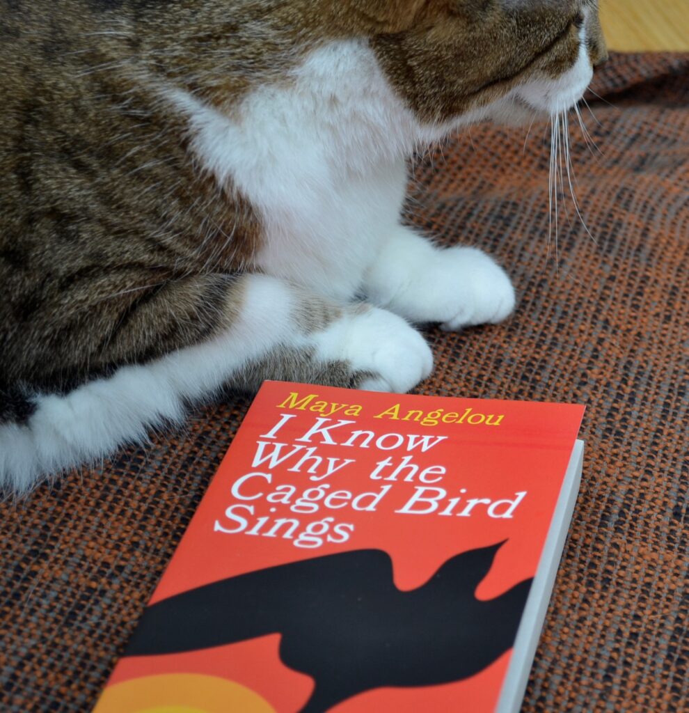 A tabby cat sits beside a book with a silhouette of a bird on the cover.