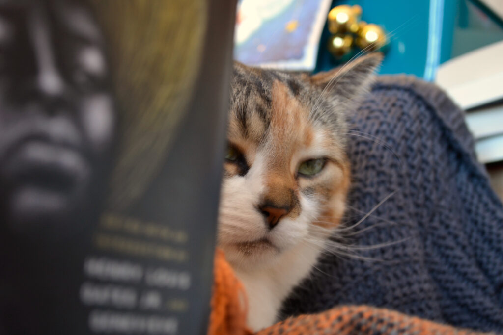 A calico cat glares around the edge of a black book.