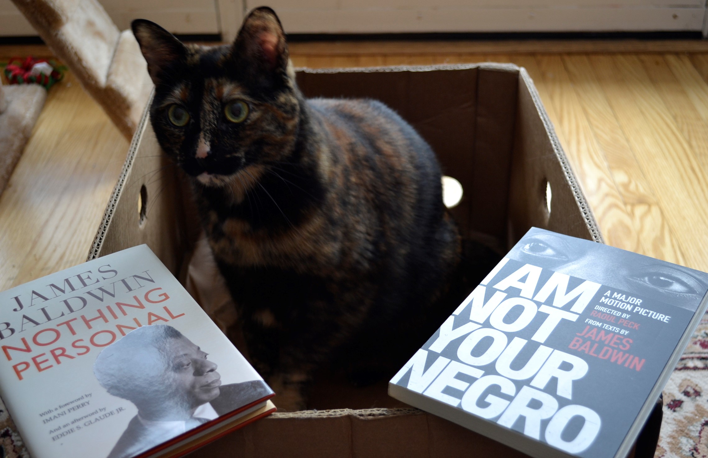 A tortoiseshell cat sits between Nothing Personal and I Am Not Your Negro.