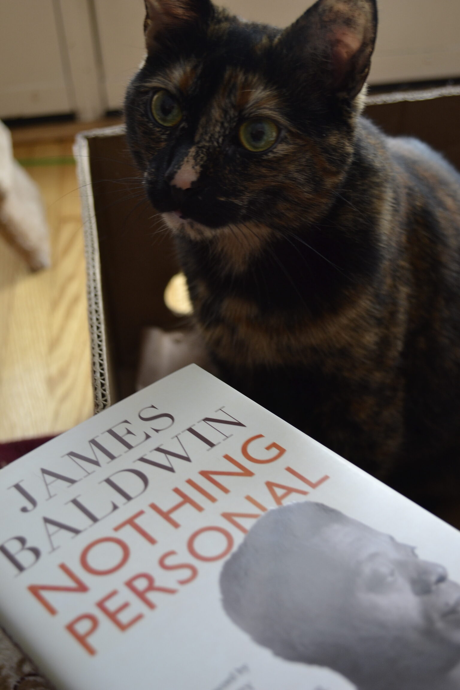 A tortoiseshell cat sits beside James Baldwin's Nothing Personal.