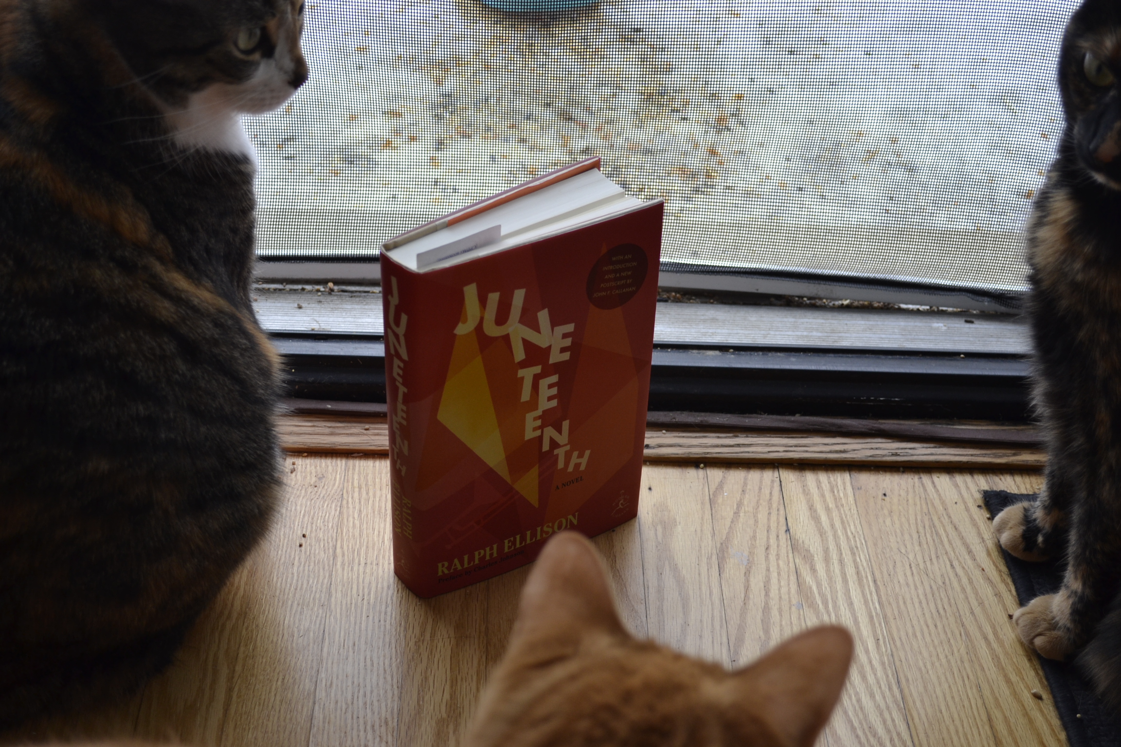Three cats gather around a book and a screen door.