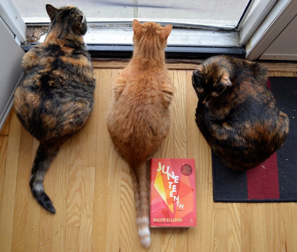 A calico tabby, an orange tabby, and a tortoiseshell cat line up in front of a red book.