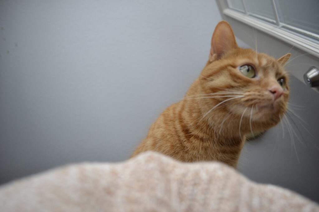 An orange tabby cat looks down from on top of a person's shoulder.