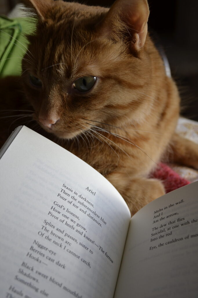 An orange tabby sniffs an open book. The poem shown is titled 'Ariel'.