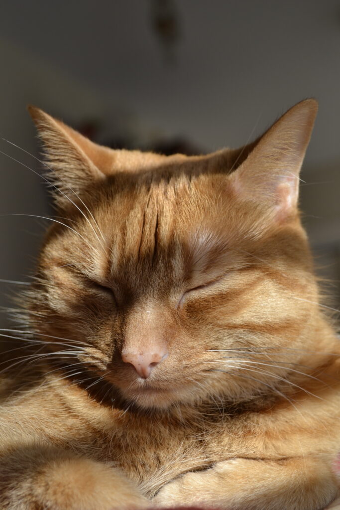 An orange cat closes its eyes in the sunshine.