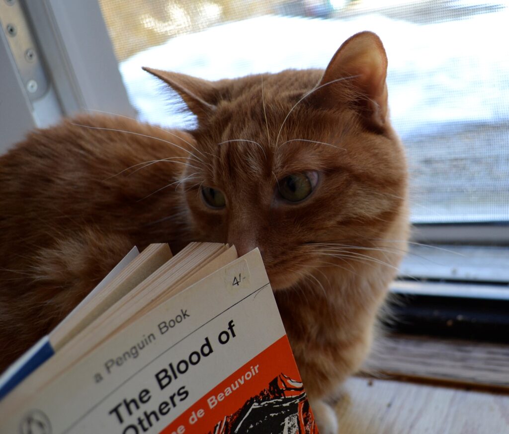 An orange tabby cat sniffs an old orange book.