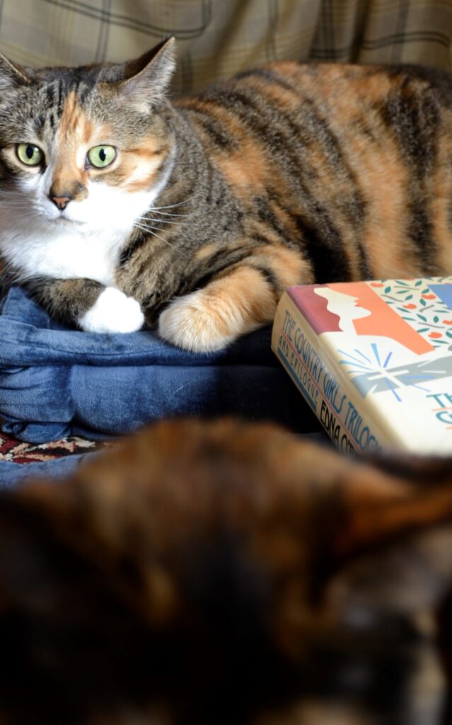 A wide-eyed cat sits beside another cat and a book.