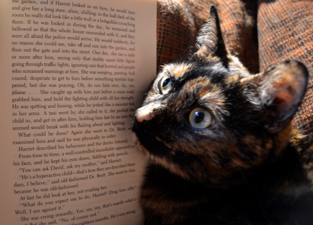 A tortoiseshell cat looks with curiosity at the text of a book.