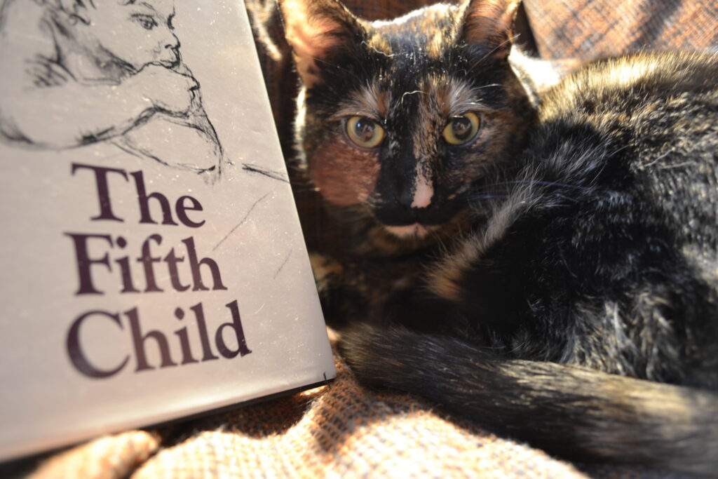 Beside a white book, a tortoishsell cat's yellow eyes stare into the camera.