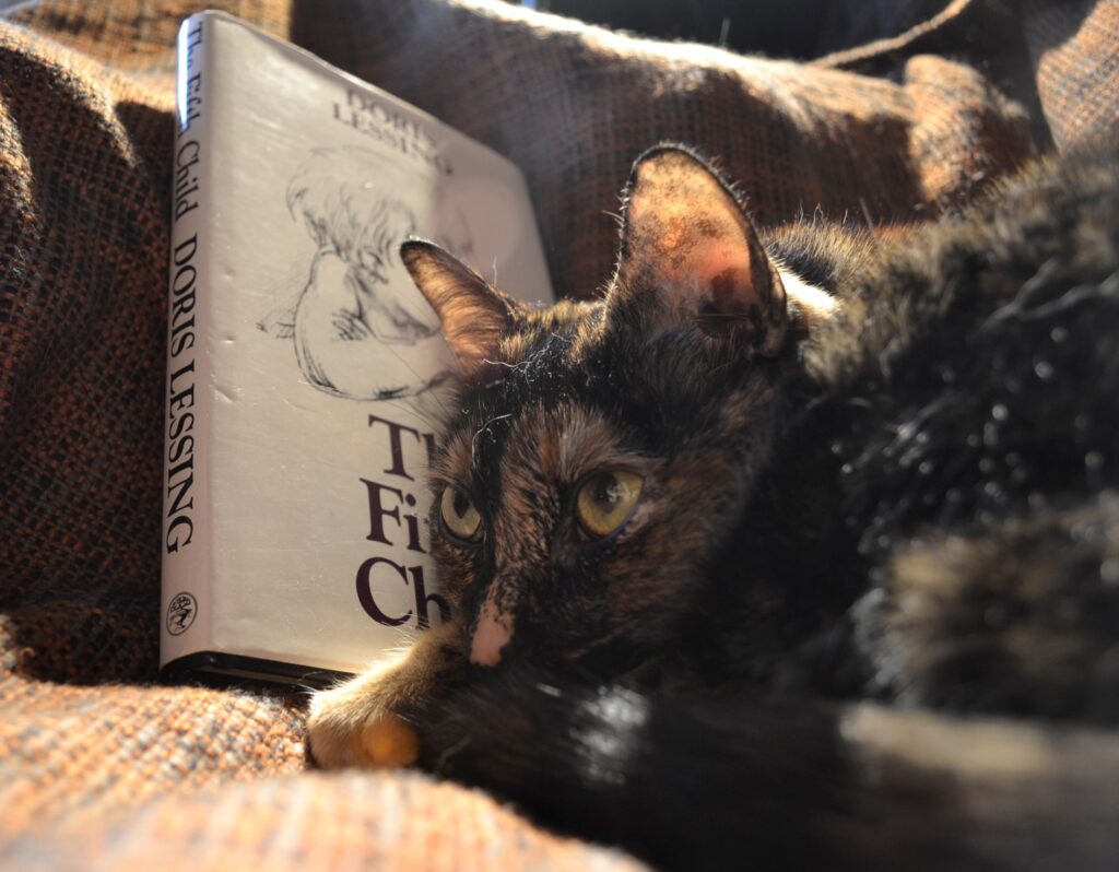 A tortoiseshell cat sulks beneath a spotlight with a book.