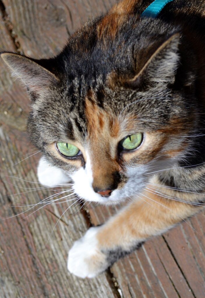 A calico tabby with green eyes stares into the camera.