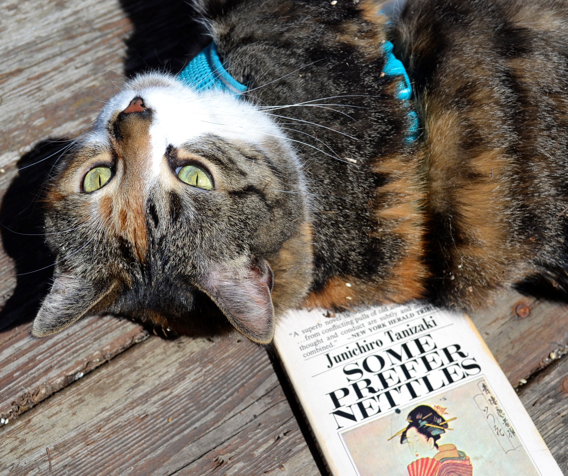 A calico tabby rolls onto a book. The title — Some Prefer Nettles — can be seen beneath her shoulder.
