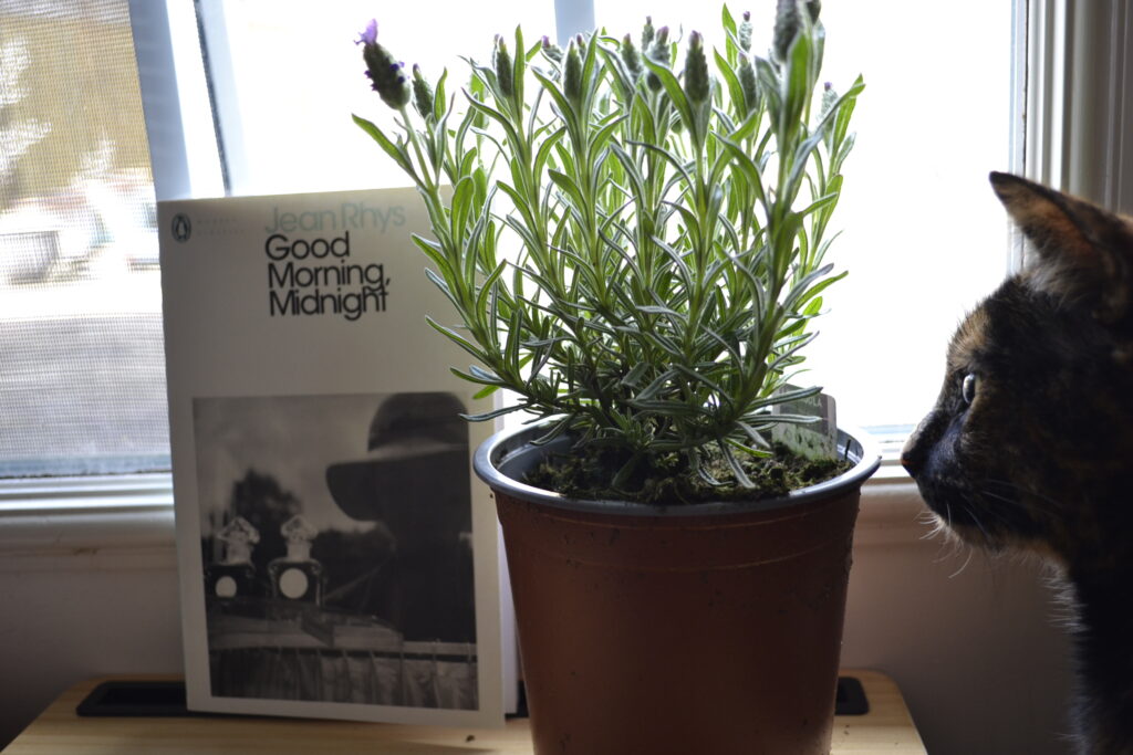 A tortoiseshell cat looks at a lavender plant and a white book. All are backlit by a bright window.