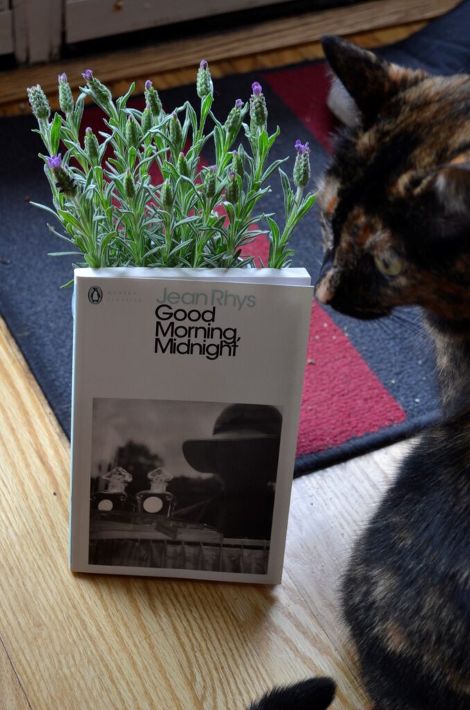 A tortoiseshell cat sniffs the corner of Good Morning, Midnight, which is resting against a lavender plant.