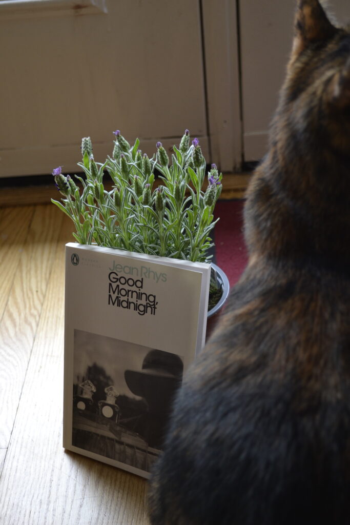 A white book leans against a lavender plant beside a tortoiseshell cat.