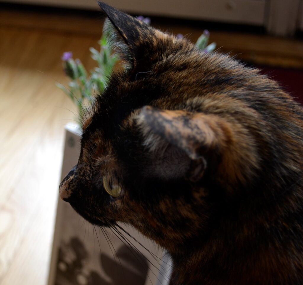 A toroiseshell cat looks away from a book and a lavender plant.