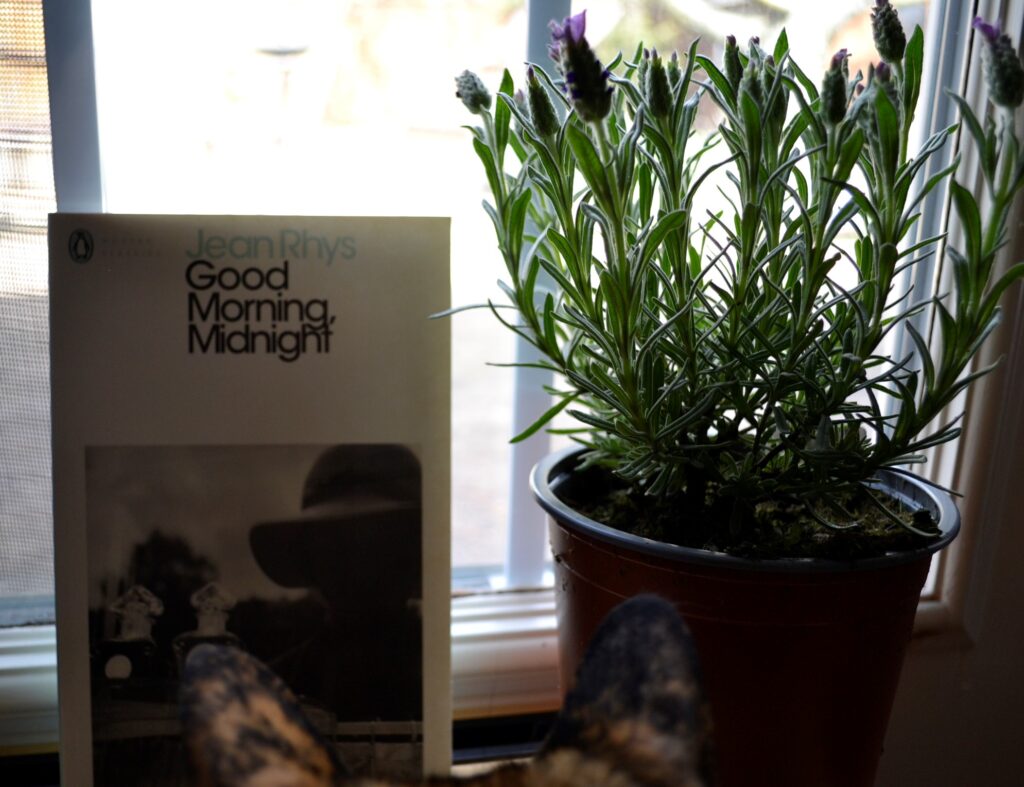 A pair of cat ears are visible in front of a copy of Good Morning, Midnight by Jean Rhys.