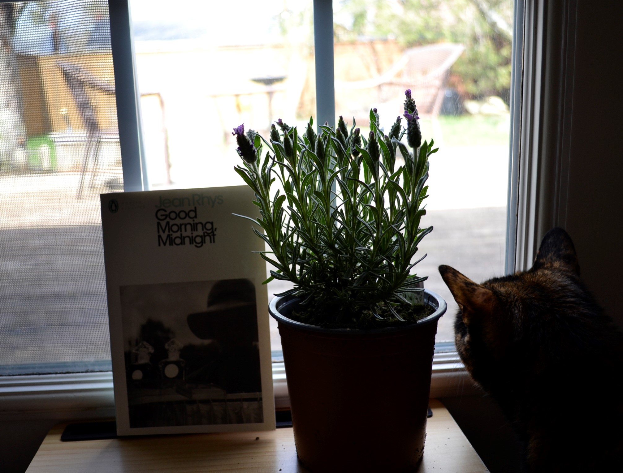 Backlit by a window, a book, a spiky and small lavender plant and a cat.