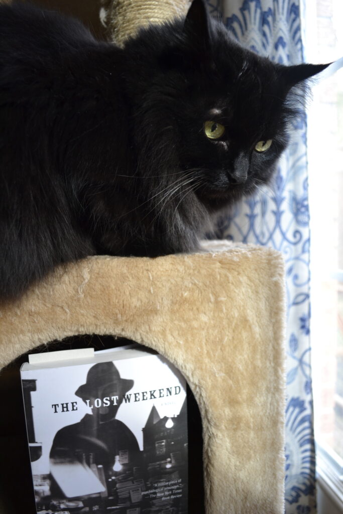 A fluffy back cat looms over a black and white book.