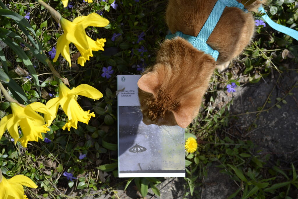 An orange cat and some daffodils obscure a white book. The book's cover features a cloudy window and a moth.