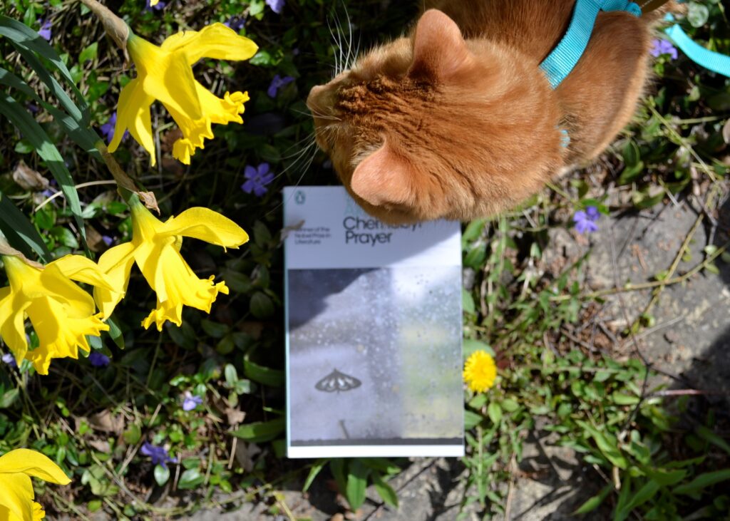 An orange cat sniffs a daffodil above a copy of Chernobyl Prayer.