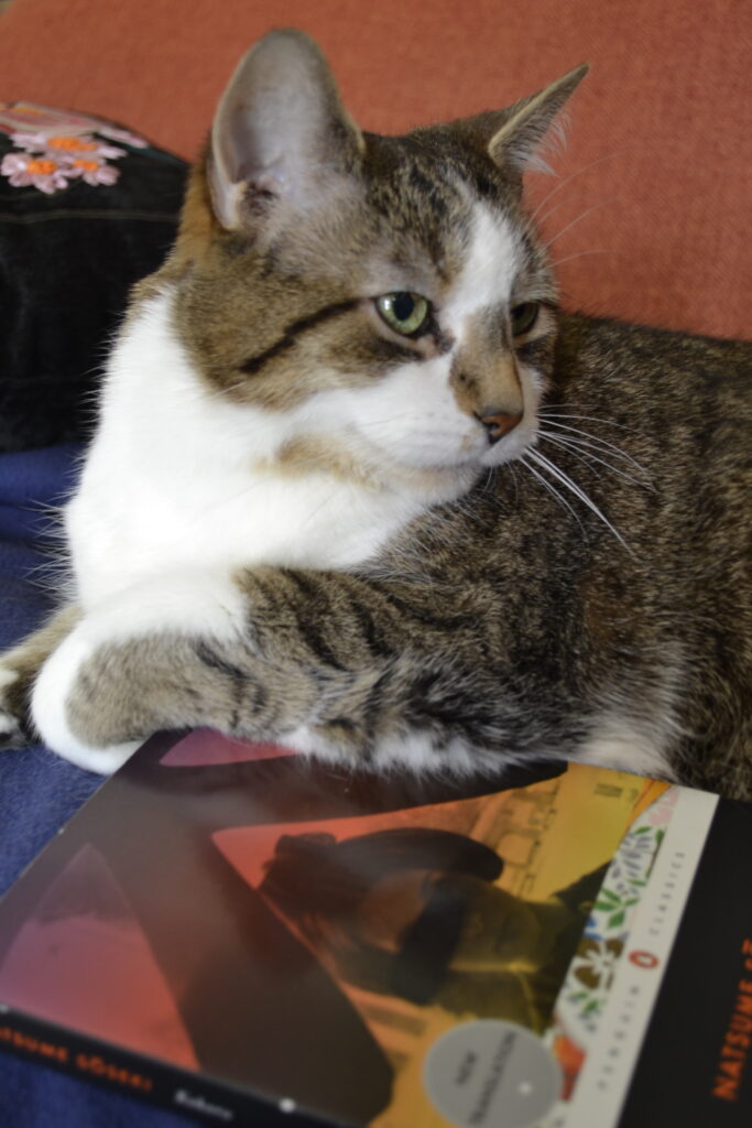 A tabby cat leans on a book with a picture of a Japanese woman in sunset colours on the cover. Her eyes are covered with a black bar.
