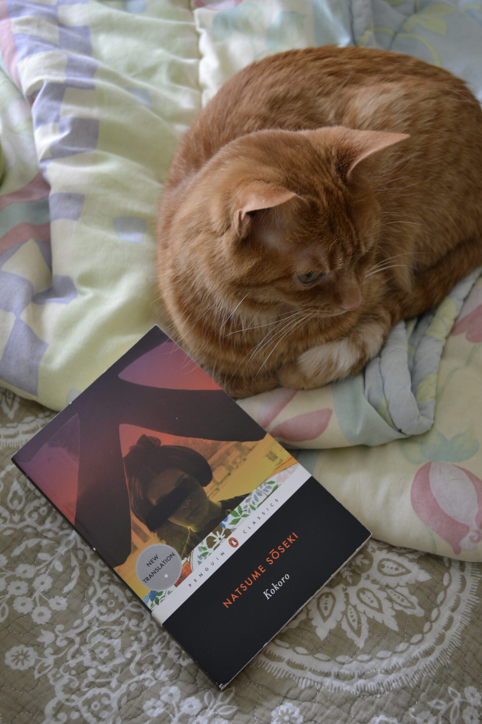 An orange cat curls beside a copy of Natsume Soseki's Kokoro.