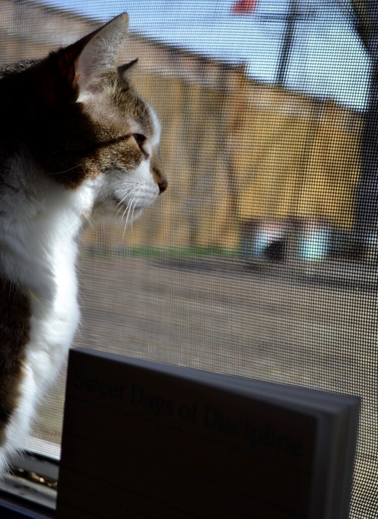 A tabby cat looks out a door beside the silhouette of a book.