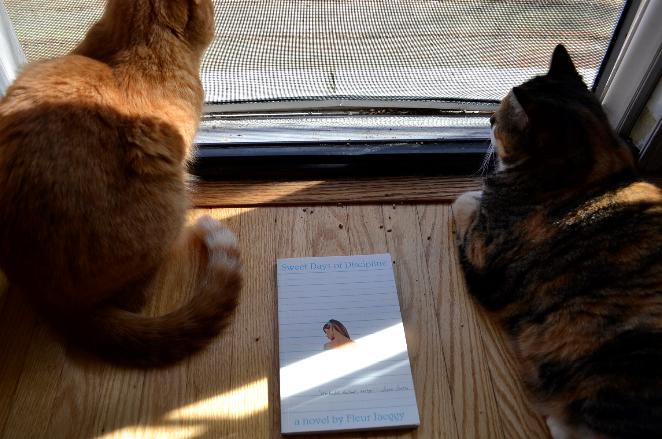 An orange cat and a calico tabby sit on either side of Sweet Days of Discipline.