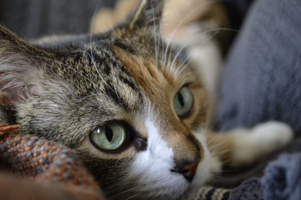 A big-eyed tabby cat stares cutely up at the camera.