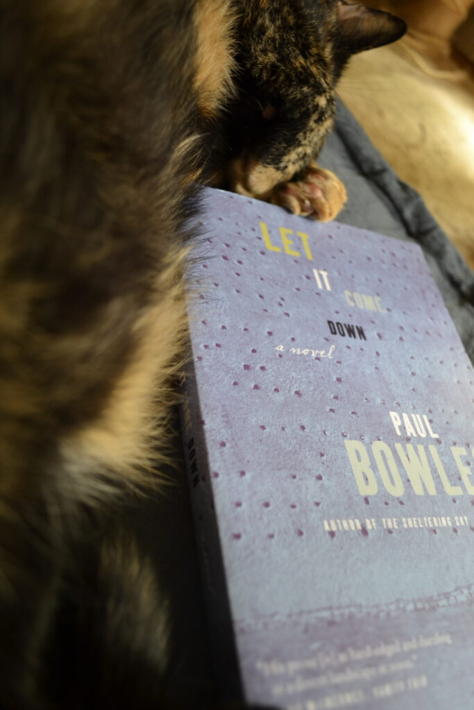 A tortoiseshell cat sleeps beside Let It Come Down, a novel by Paul Bowles.