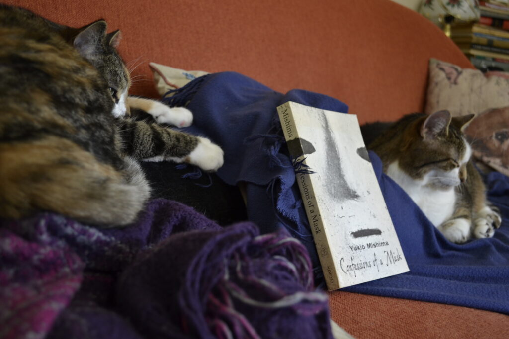 Two tabby cats sleep on either side of a black-and-white book,