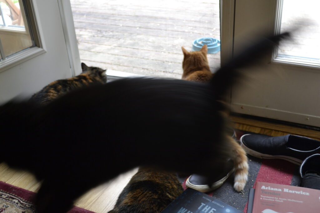 A black cat jumps through the air in a blur.