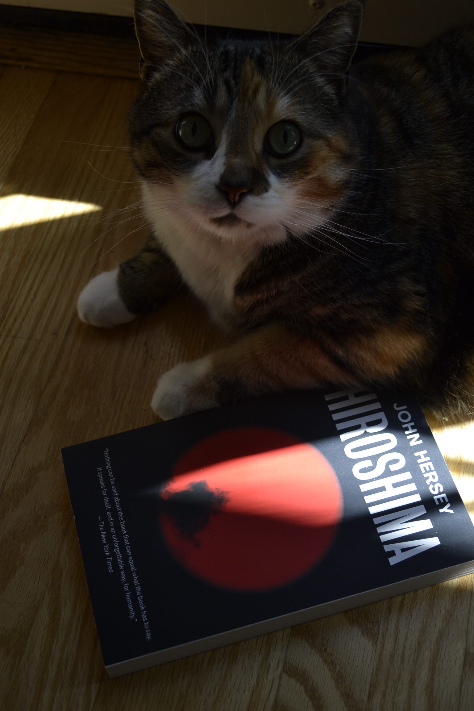 A cat sits beside a black book with a red sun on the cover.