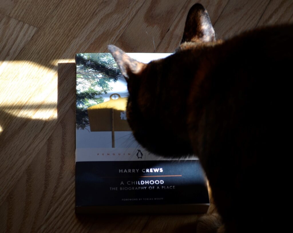 A tortoiseshel cat sniffs Harry Crews' A Childhood.