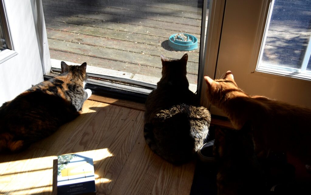Thre tabby cats look out a window. Beside them sits a copy of Harry Crews' A Childhood.