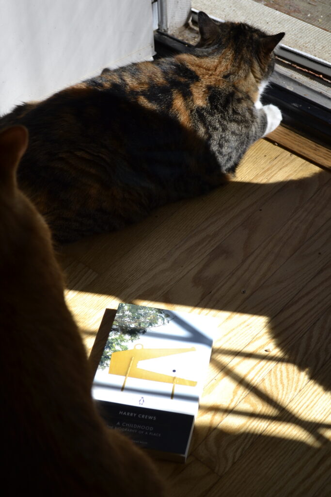 A calico and an orange tabby sit beside a copy of A Childhood.